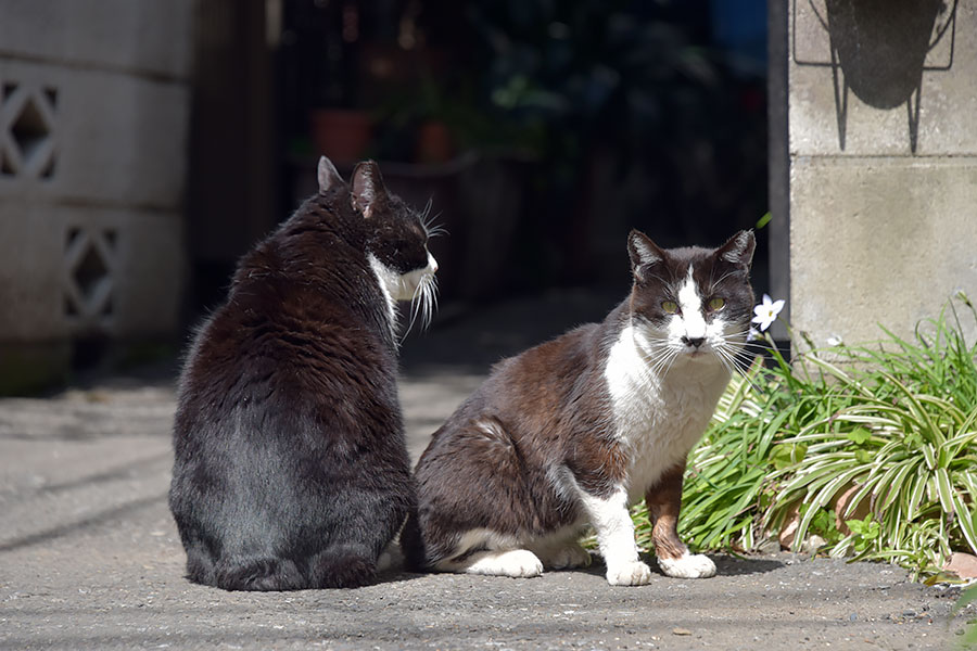 街のねこたち