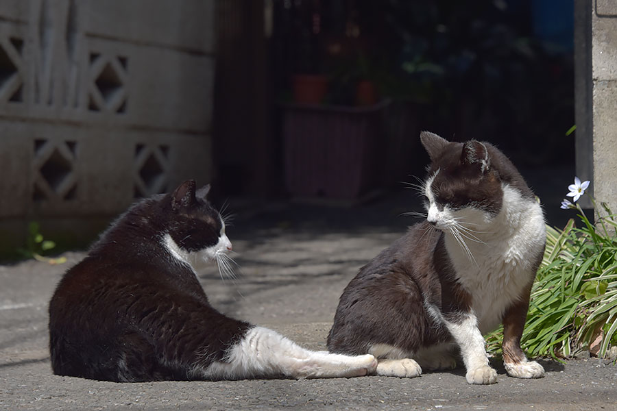 街のねこたち