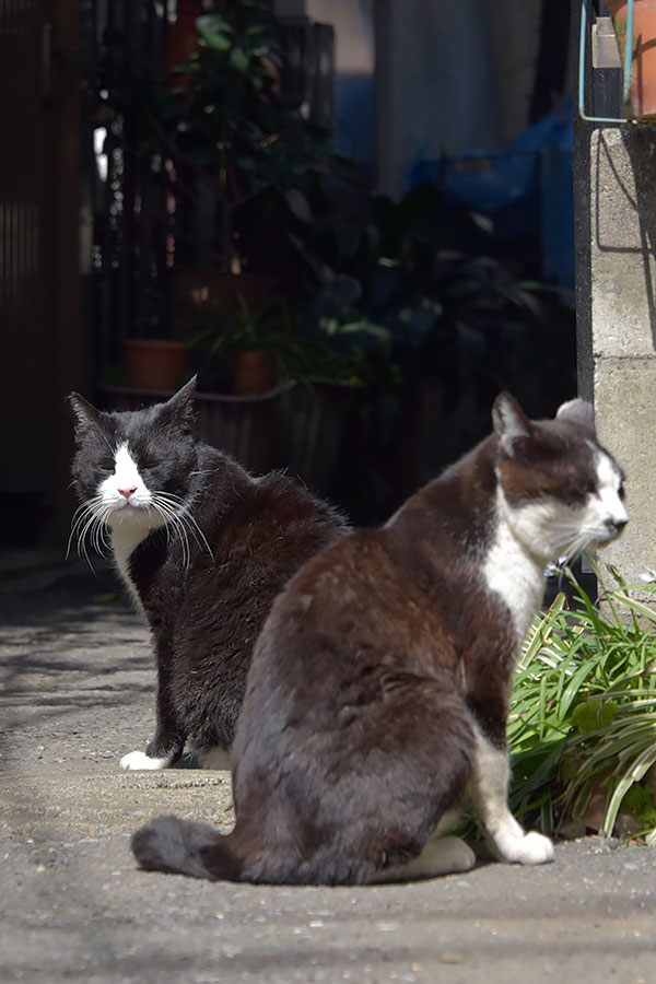 街のねこたち