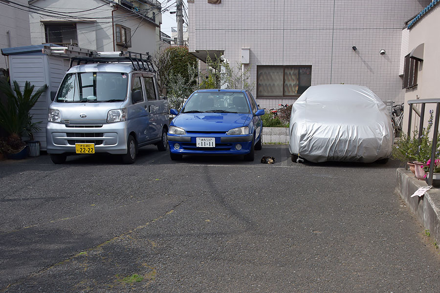街のねこたち