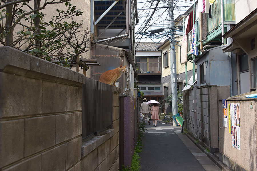 街のねこたち