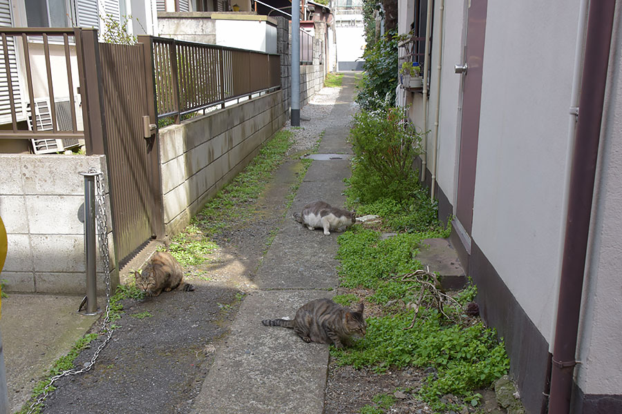 街のねこたち