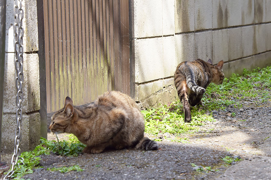 街のねこたち