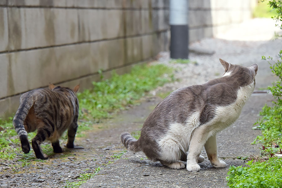街のねこたち