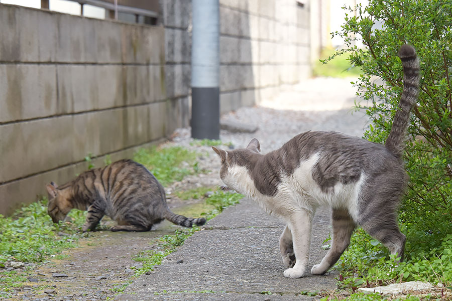 街のねこたち