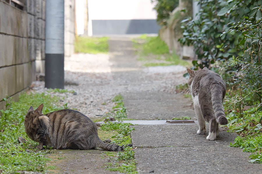 街のねこたち