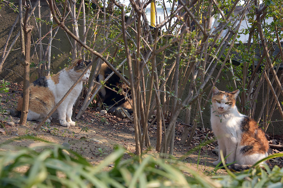 街のねこたち