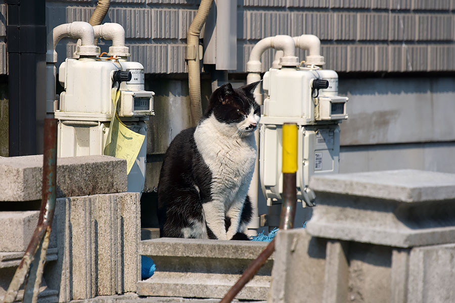 街のねこたち