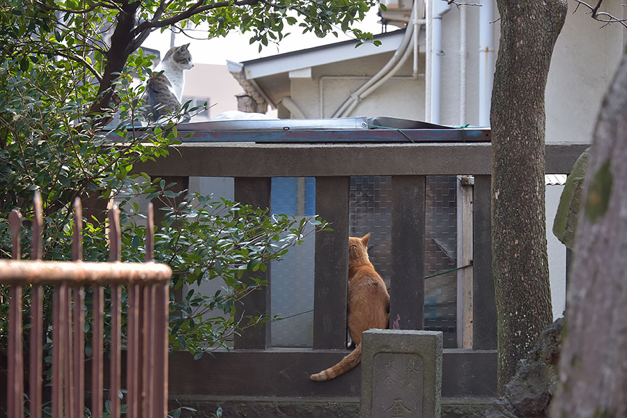 街のねこたち