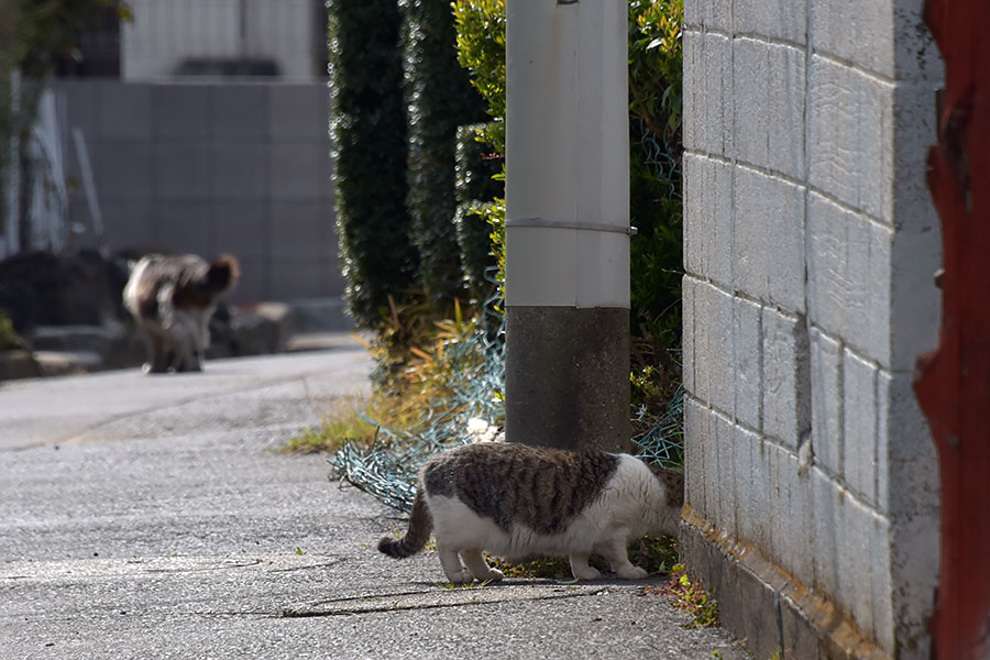 街のねこたち