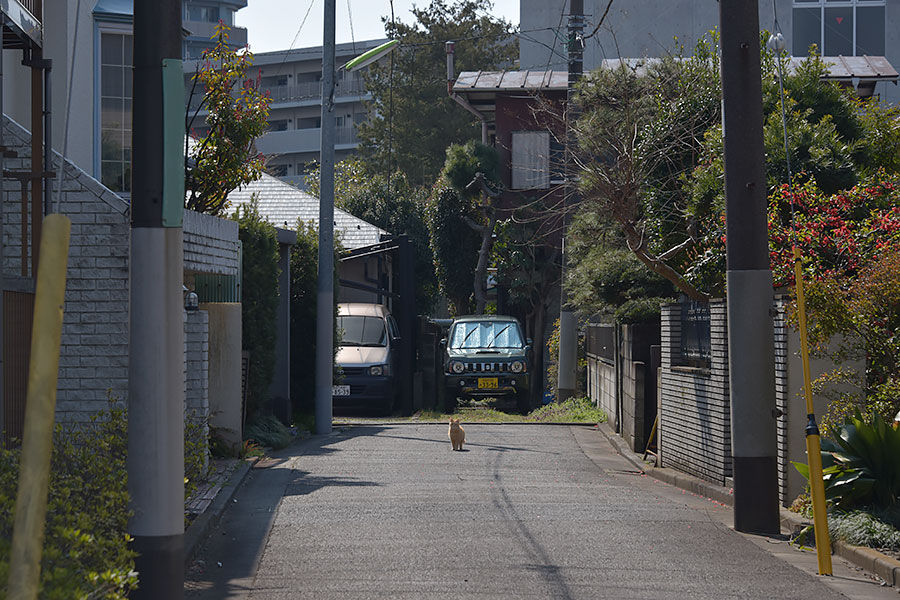 街のねこたち