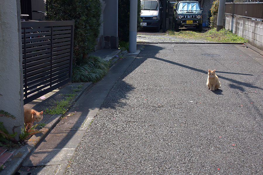 街のねこたち