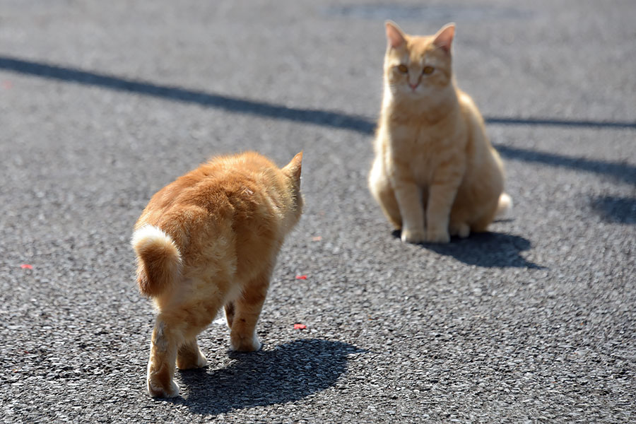 街のねこたち