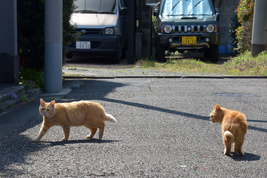 街のねこたち