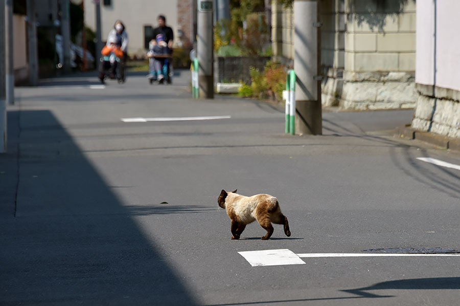 街のねこたち