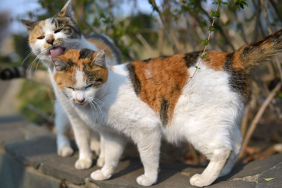 街のねこたち