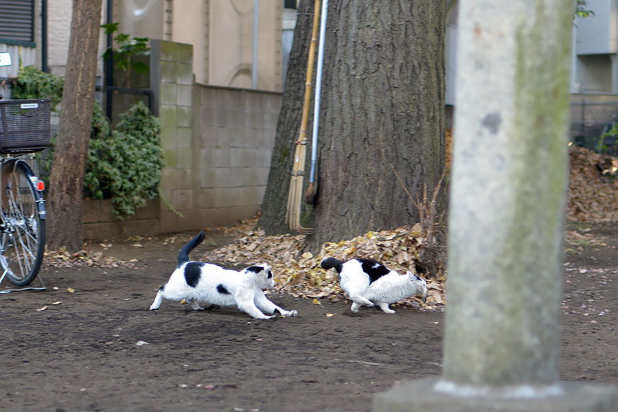 街のねこたち
