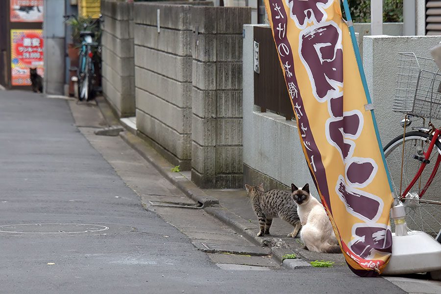 街のねこたち