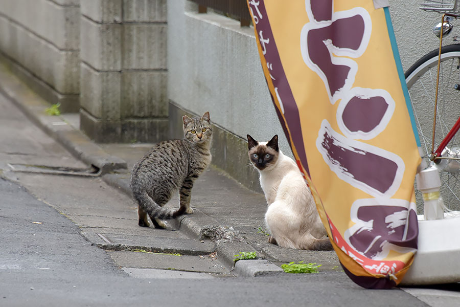 街のねこたち