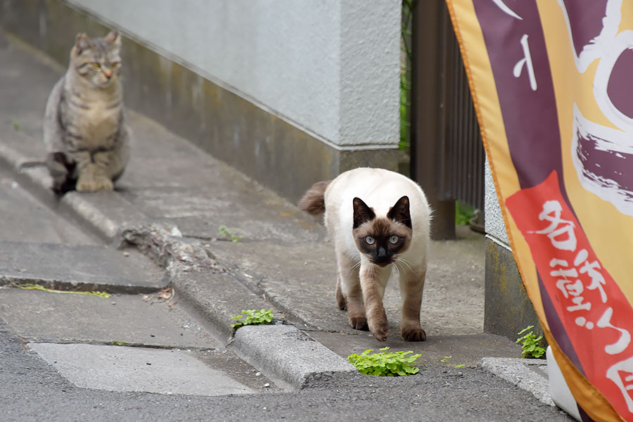 街のねこたち