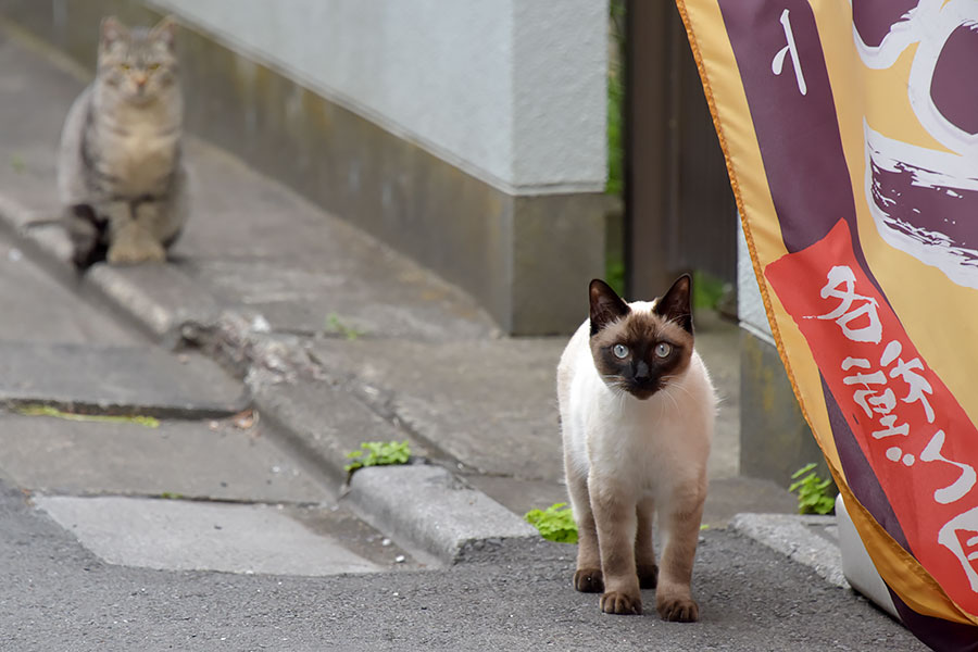 街のねこたち