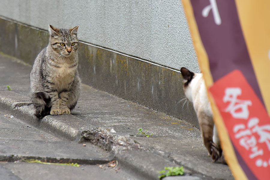 街のねこたち