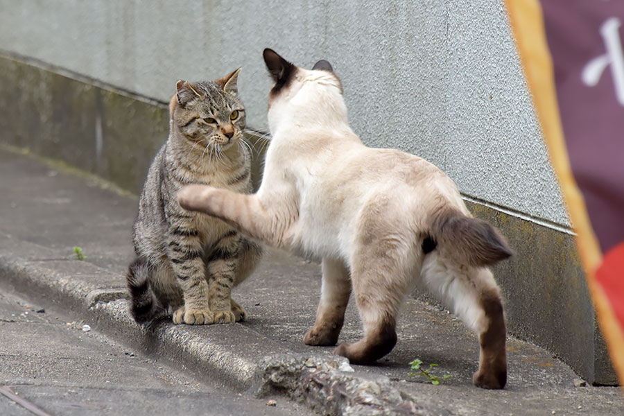 街のねこたち