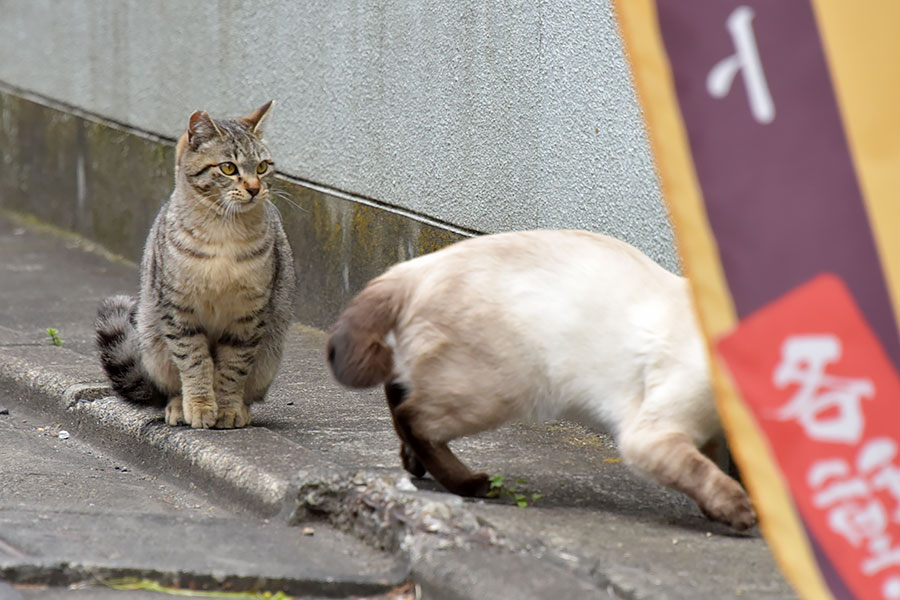 街のねこたち