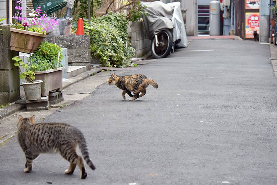 街のねこたち