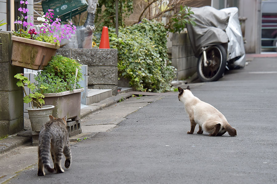 街のねこたち