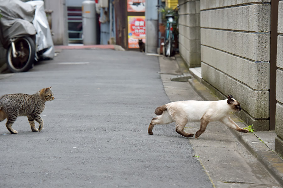 街のねこたち