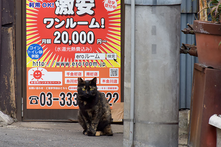 街のねこたち