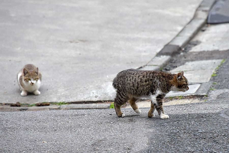 街のねこたち