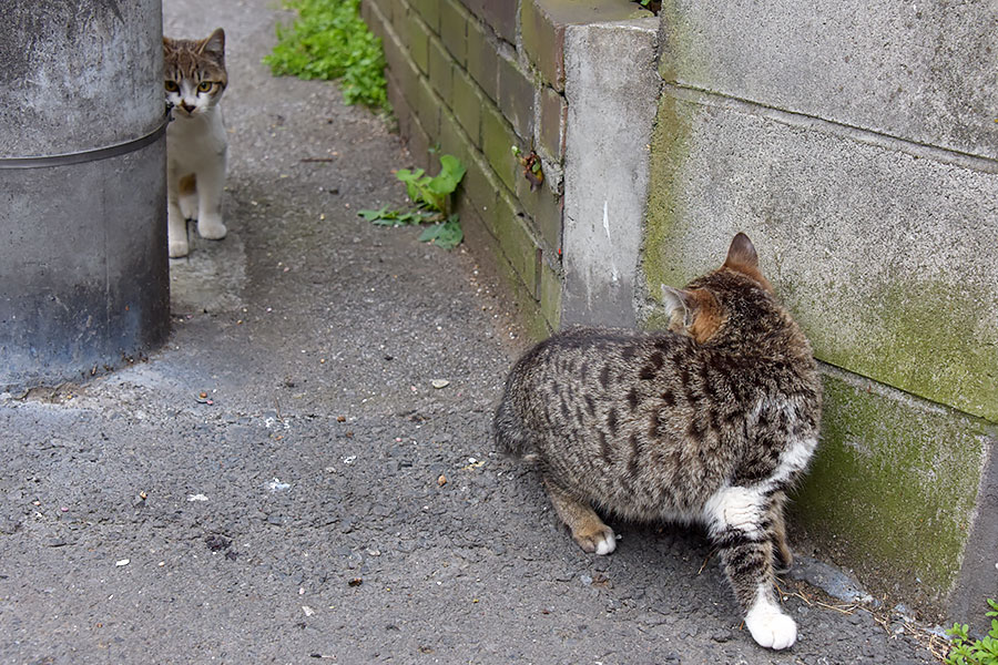 街のねこたち