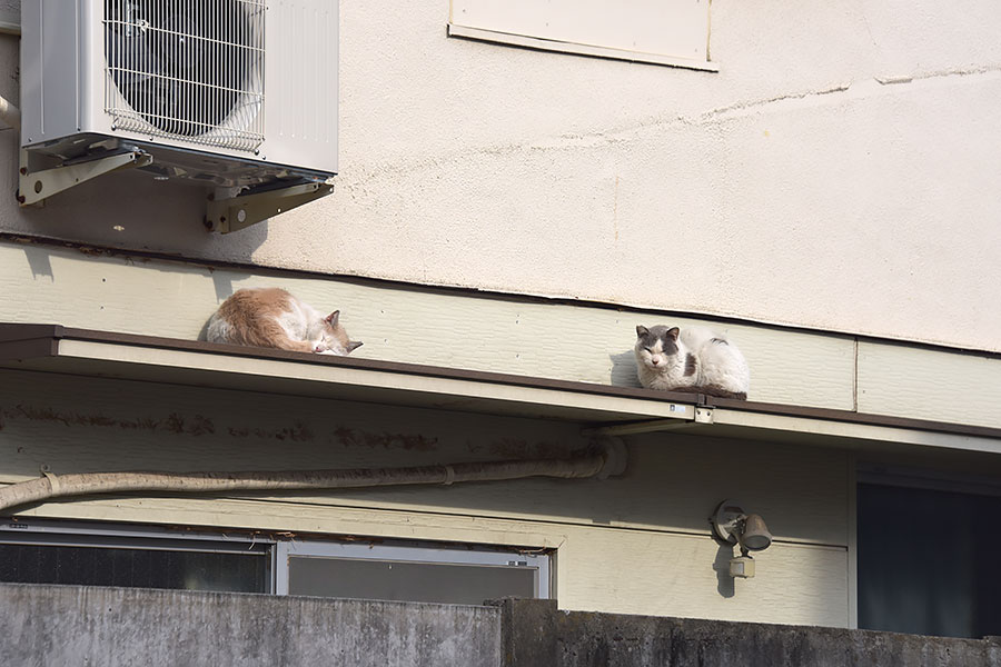 街のねこたち