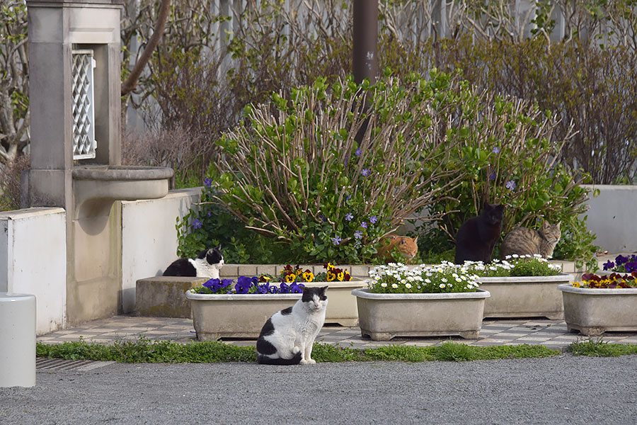 街のねこたち