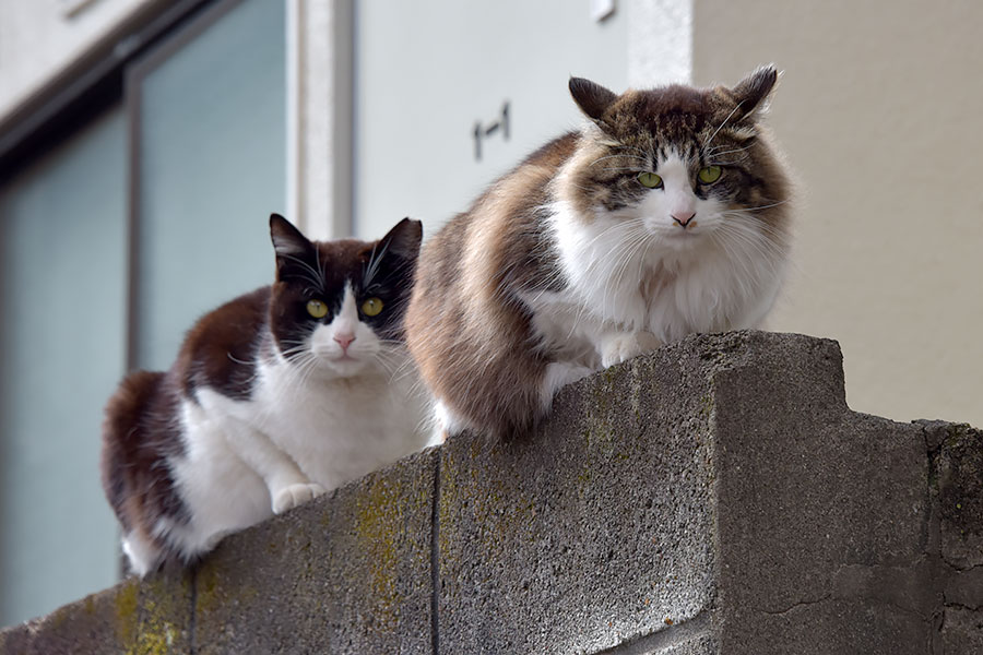 街のねこたち