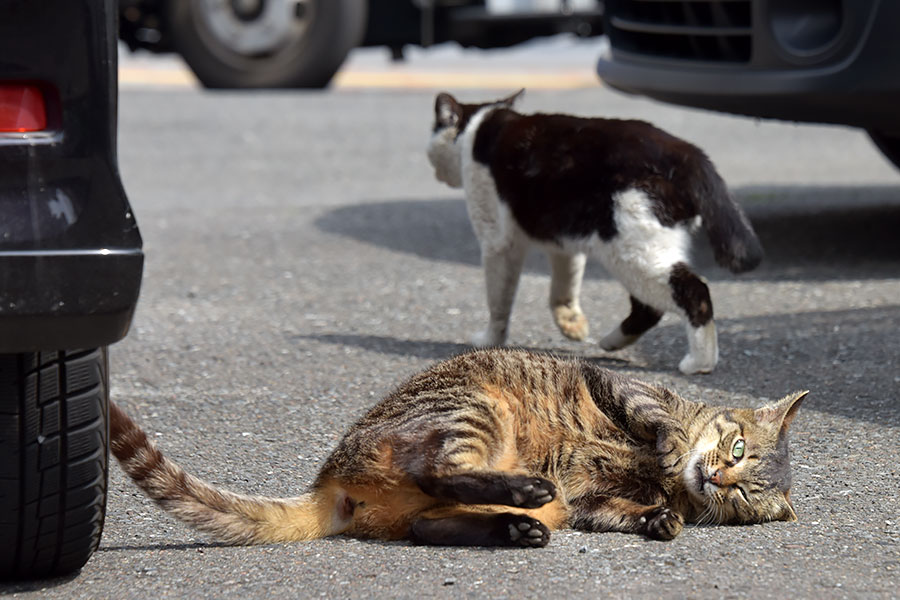 街のねこたち