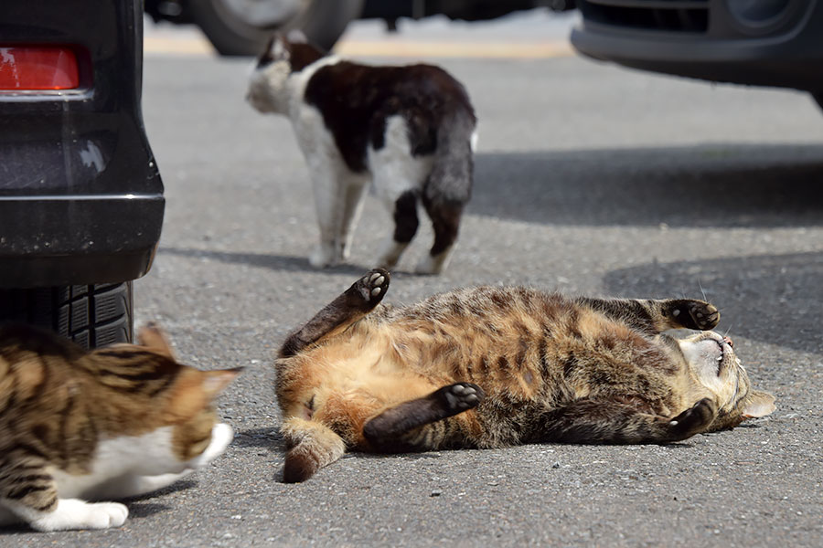 街のねこたち