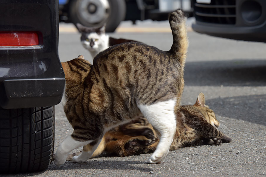 街のねこたち