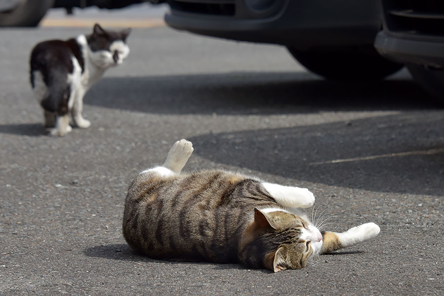 街のねこたち