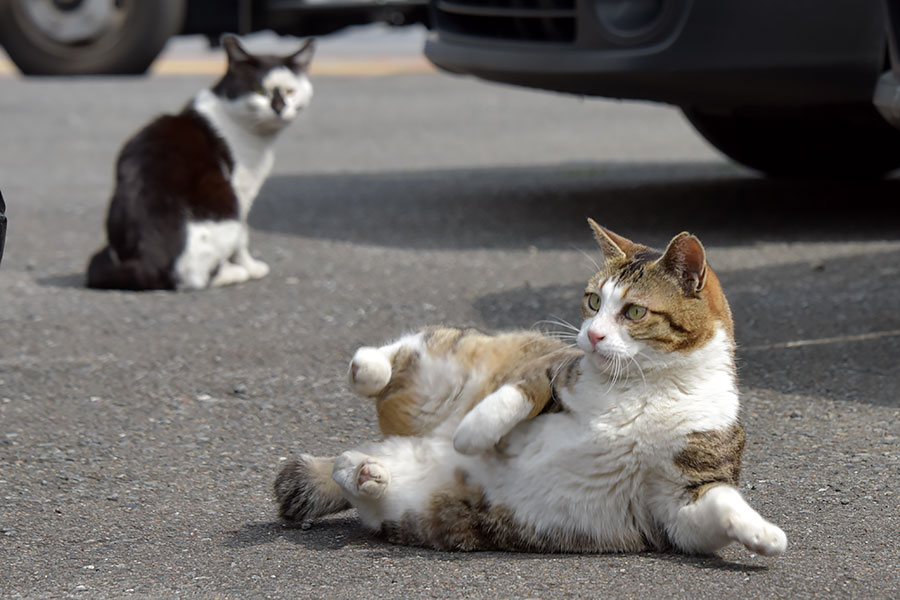 街のねこたち