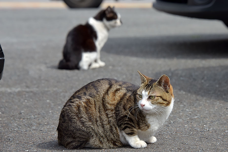 街のねこたち