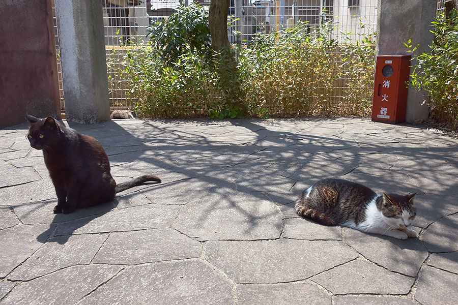 街のねこたち