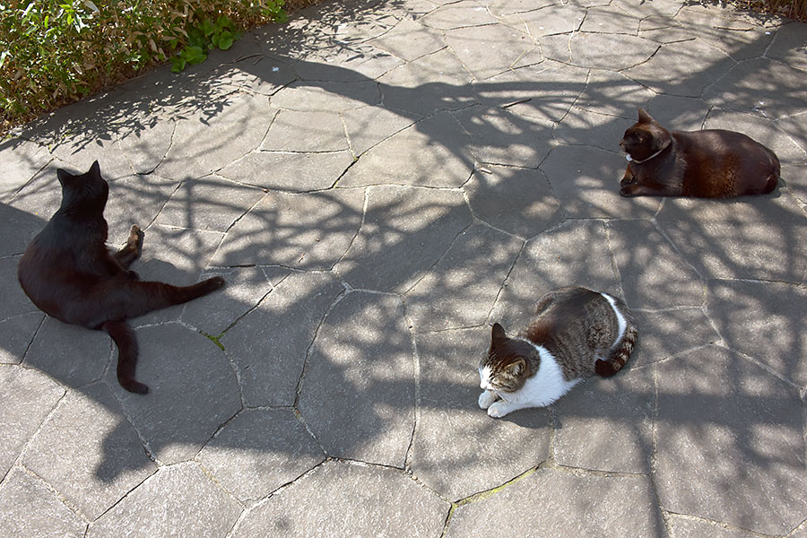 街のねこたち