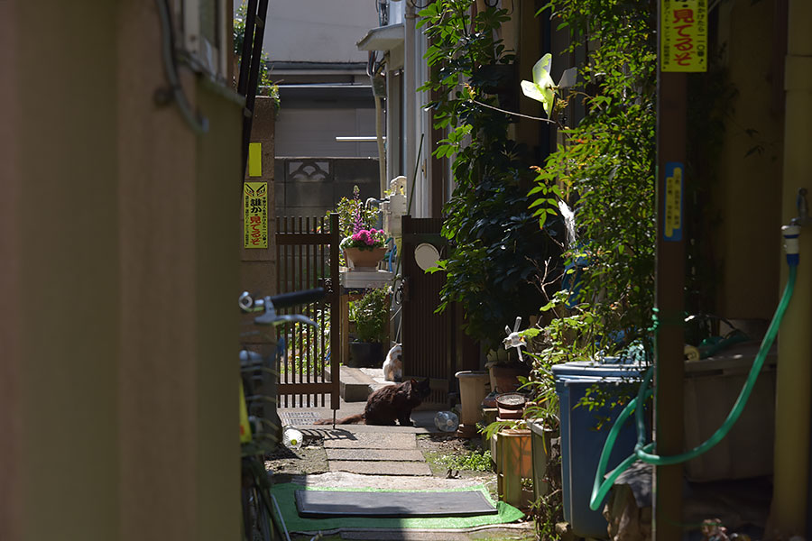 街のねこたち