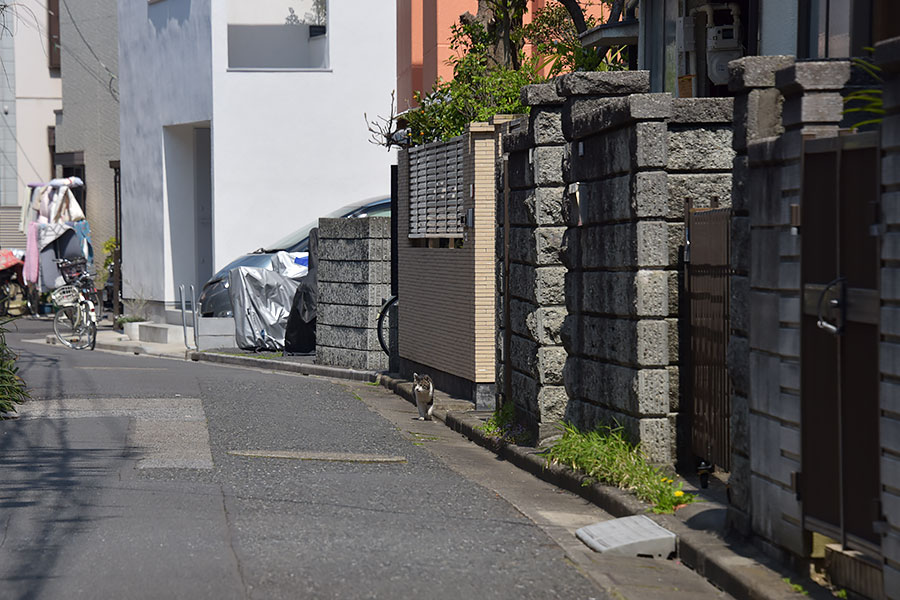 街のねこたち