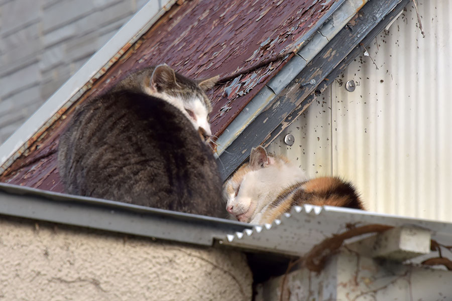 街のねこたち