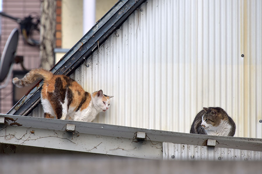 街のねこたち