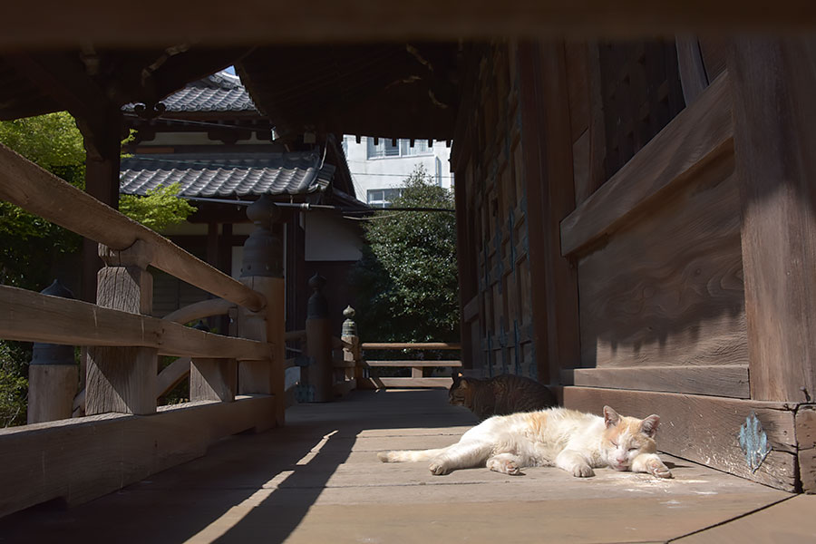 街のねこたち